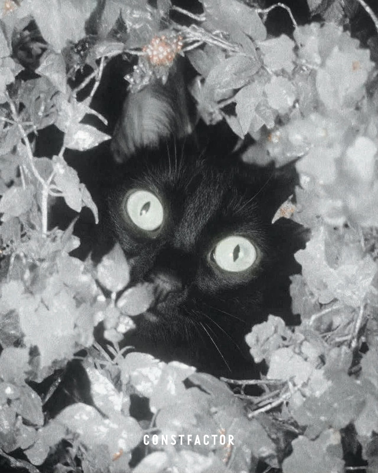 Tシャツ【 MEOWTAVERSE/STEALTH MODE ON 】(5613673)ホワイト