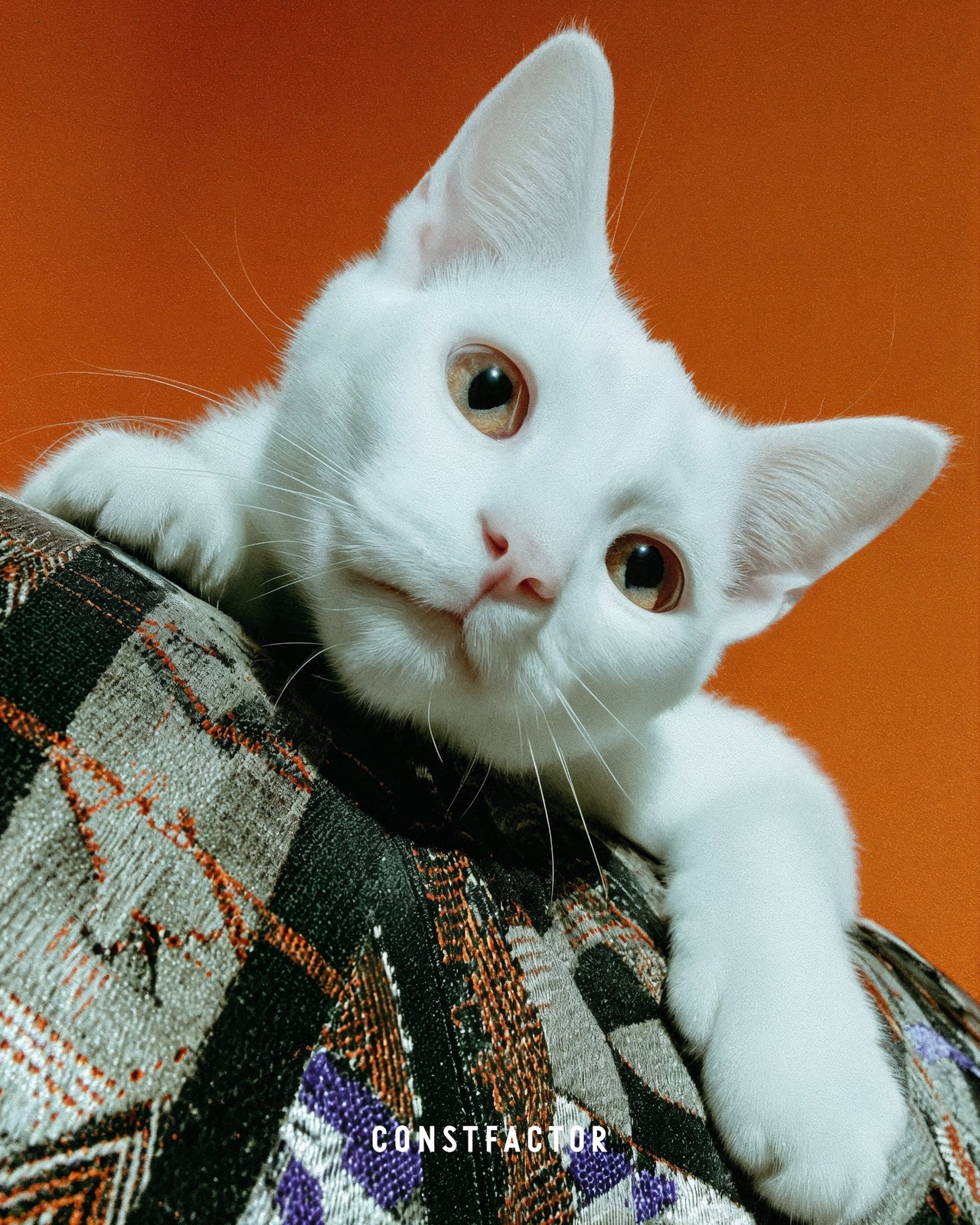 Tシャツ【 MEOWTAVERSE/COUCH PRINCE 】(9847408)ブラック