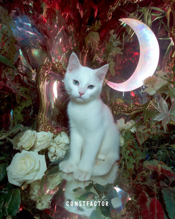 T셔츠【MEOWTAVERSE／MOONED AGAIN】(6686901) 화이트