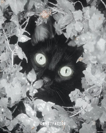 T셔츠【MEOWTAVERSE／STEALTH MODE ON】(5613673) 화이트
