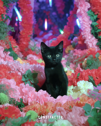 Tシャツ【 MEOWTAVERSE／FLOWER FILTERED 】（3679137）ホワイト